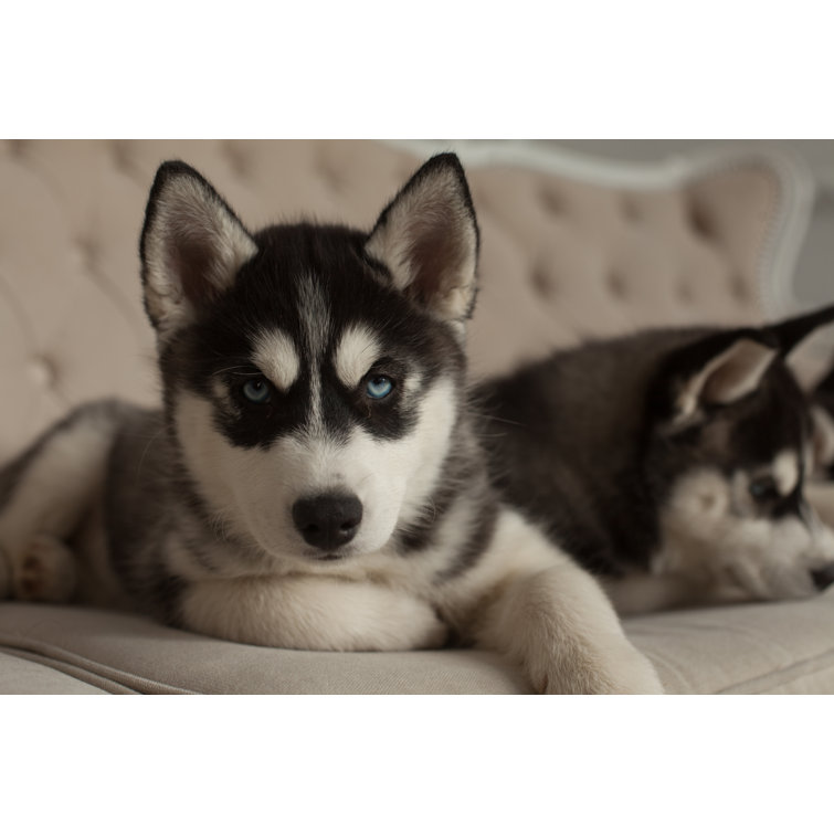 Khadijiah Blue Eyed Beautiful Husky Puppies On Canvas by Logdog7 Print